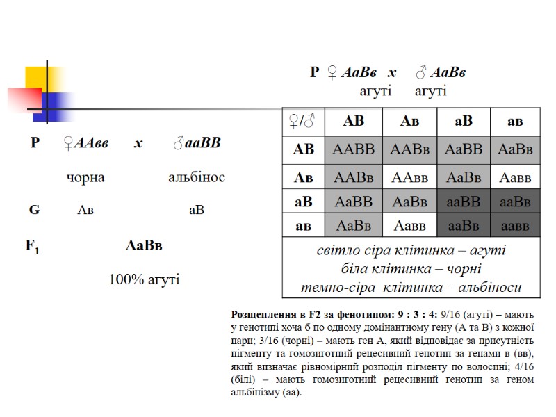P  ♀ АаВв   x     ♂ АаВв 